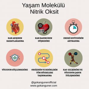 Yaşam Molekülü Nitrik Oksit